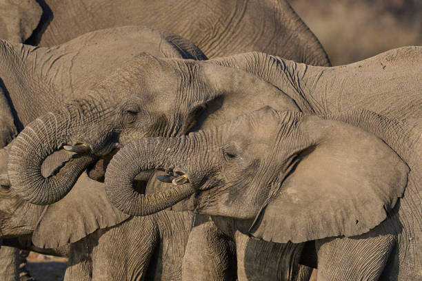 istock Herd of african elephant  drinking 2166912681