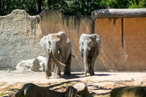 istock Elephant in the zoo. African elephant 2166913871