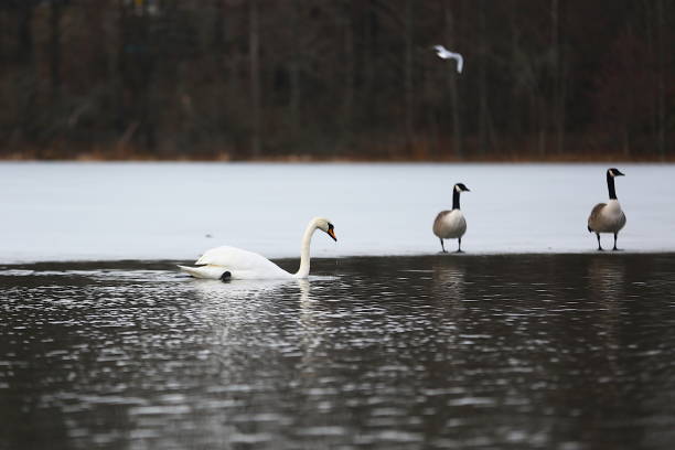 A White Mute swan floats in lake while two Canada goose look on. A part of the lake is frozen and is seen in the picture beyond the waters.