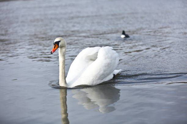 A white Mute swan at a lake in Oslo, Norway