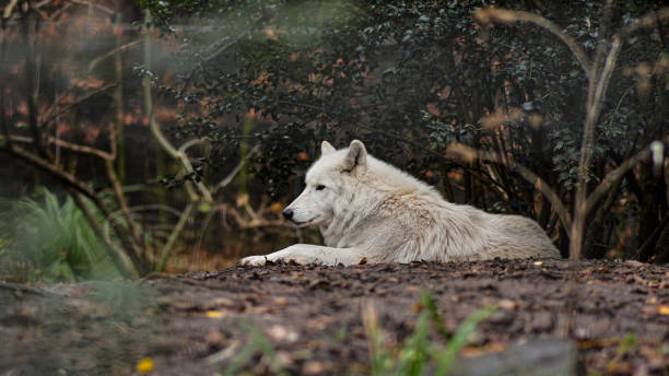 istock An arctic wolf resting in the forest, Arctic wolf (Canis lupus arctos), also known as white wolf or polar wolf, White wolf, white wolf in the zoo 2166918827