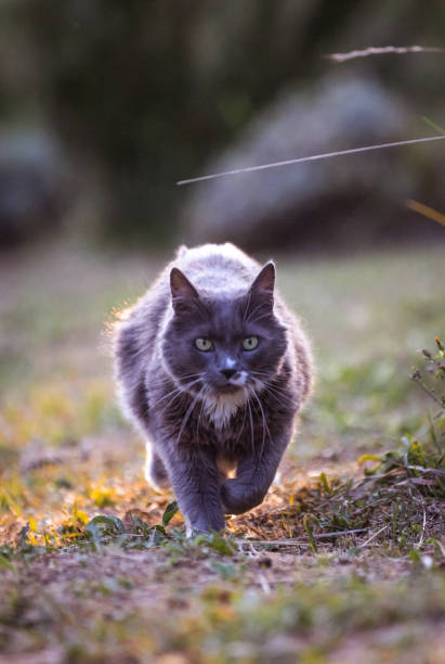 istock Domestic cat is walking on the grass. 2166919289