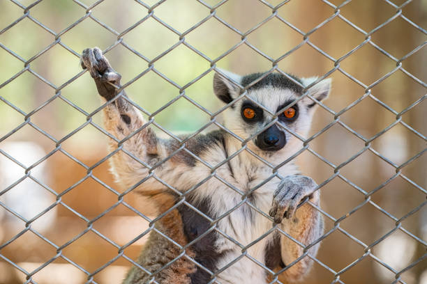 A cute lemur looking out from behind a cage wire. Lemur catta