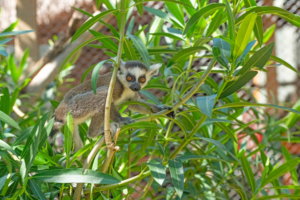 Cute baby lemur climbing a tree. Lemur catta