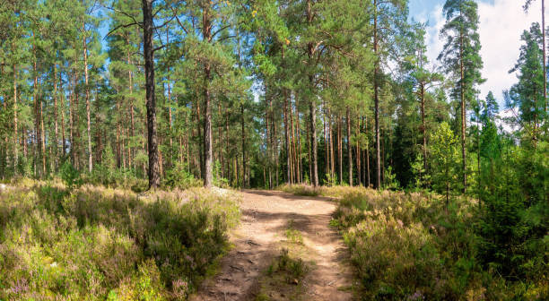 istock Dirt road in a pine forest. Panorama. August. Background. 2166920511