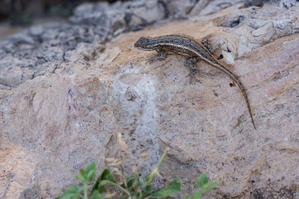 An adorable, small iguana perches on the tip of a rock, sunbathing on a beautiful day in Central Oregon.