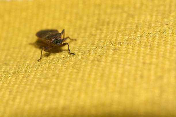 Macro image of Arocatus melanocephalus on a textured surface, emphasizing the contrast between its colors and the background.