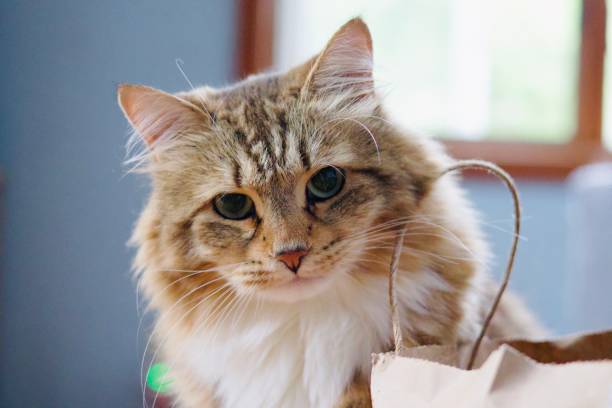 istock Purebred Siberian Cat 2166923294