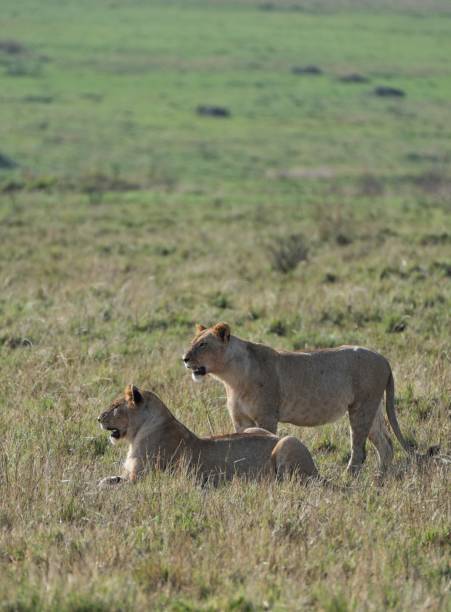 istock Lioness Pride at masaai mara Kenya 2166923528