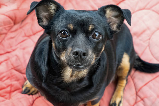 istock Dog. A terrier. Affectionate thoroughbred dog. Animal themes 2166924342