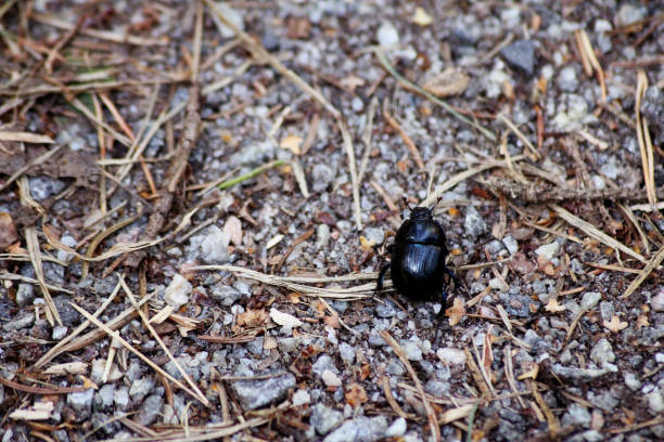 A Anoplotrupes stercorosus, the dor beetle