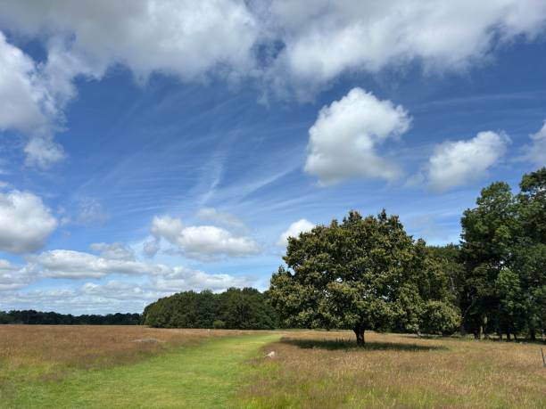 istock English Oak on a sunny day 2166924853