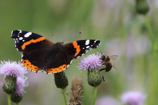 istock Red Admiral Butterfly and Honey Bee 2166925592