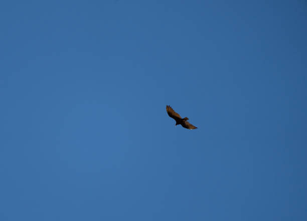 Condor at Grand Canyon National Park