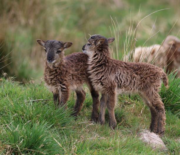 istock A pair of rare breed Soay sheep lambs 2166925673