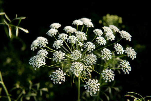Milk Parsley (Peucedanum palustre) Plant in Bloom, Close-up