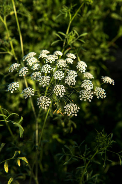 Milk Parsley (Peucedanum palustre) Plant in Bloom