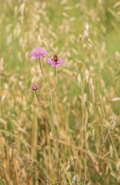 Pink Scabiosa Flowers with Red Bug