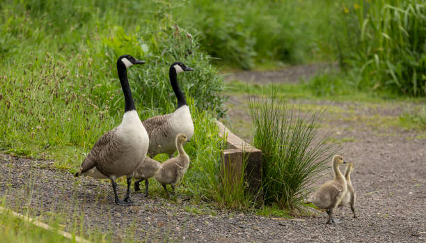 istock canada goose branta canadensis 2166928282