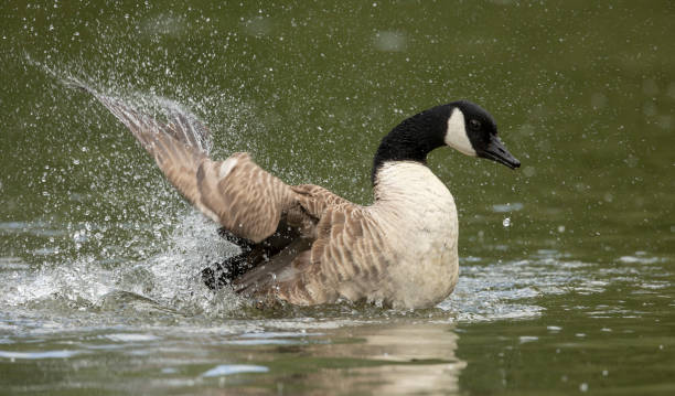 istock Canada goose splashing in the water 2166928298
