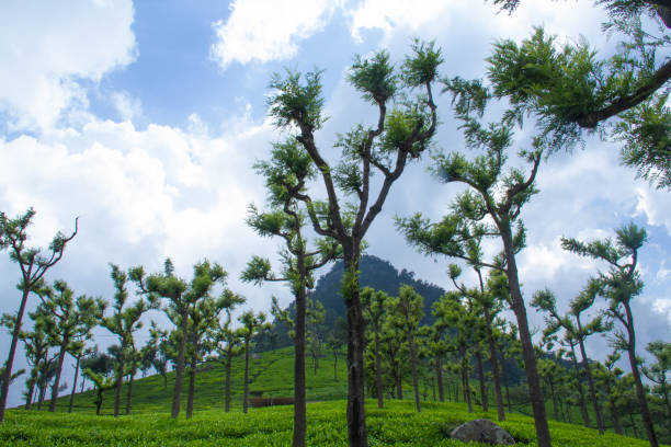 Tea Garden at Ooty