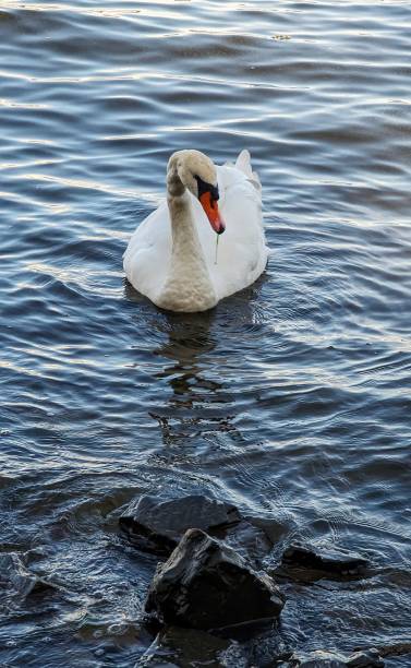 A white Mute swan at a lake in Oslo, Norway