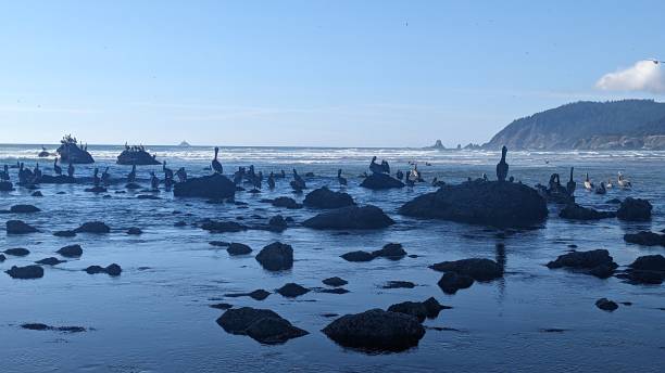 istock Pelicans perched on rocks in shallow water 2166929362