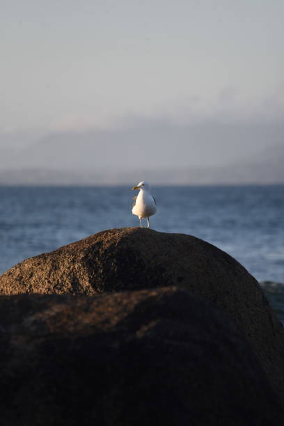 istock Gaviota sobre la roca 2166929798