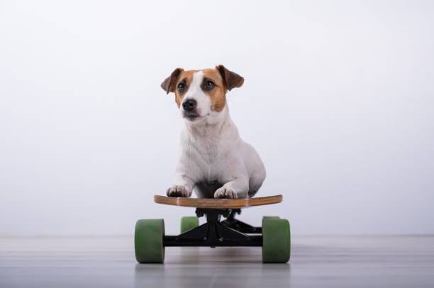 istock Dog jack russell terrier on a longboard in the studio on a white background. 2166931084