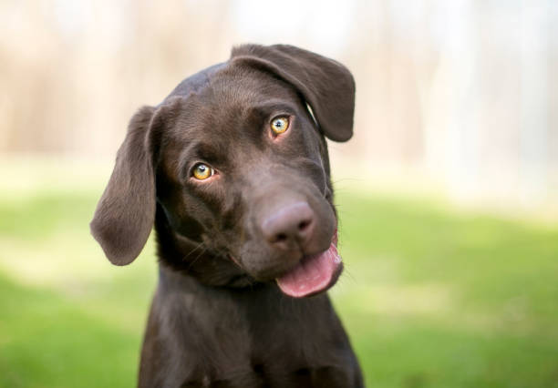 A Chocolate Labrador Retriever puppy listening with a head tilt