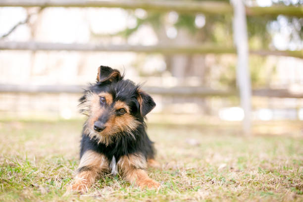 A scruffy black and red Terrier mixed breed dog listening with a head tilt