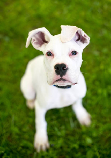 istock A white Great Dane puppy with large floppy ears 2166931404