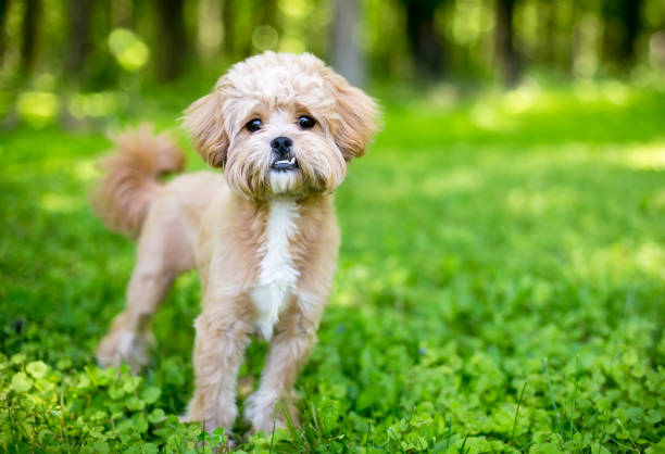 istock A cute fluffy mixed breed dog with an underbite 2166931419