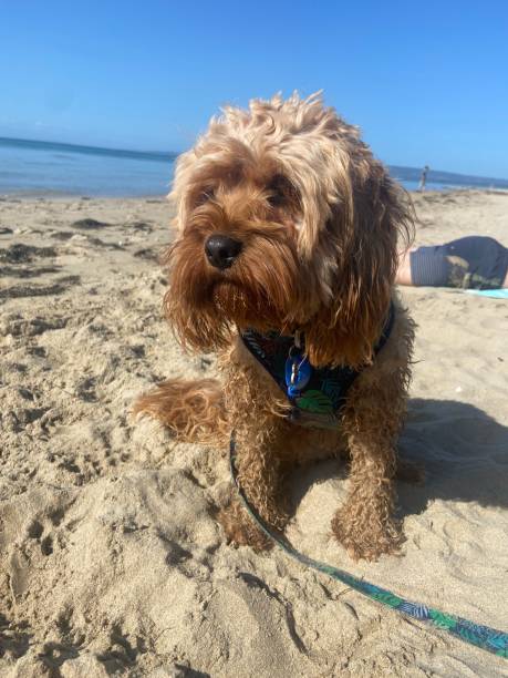 istock Cavoodle at the beach 2166933645
