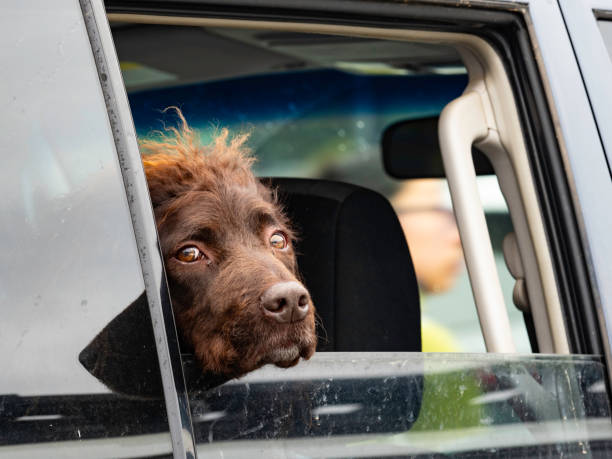 Dog head in car window, looking at camera