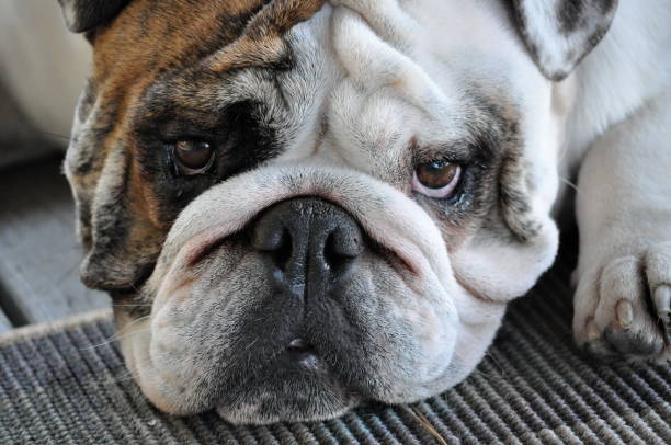 Portrait of a bulldog