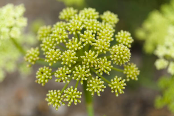 Crithmum maritimum, rock samphire, natural macro floral background