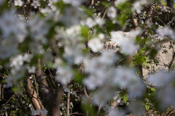 A close-up view of delicate cherry blossoms illuminated by the gentle spring sunlight. The soft white petals and yellow stamens create a serene and peaceful image, highlighting the beauty of nature in bloom.