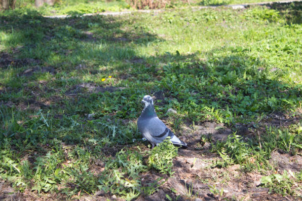 A pigeon is calmly resting on a patch of grass, surrounded by greenery. The bird enjoys the warmth of the sunlight filtering through the trees, creating a peaceful, natural scene.
