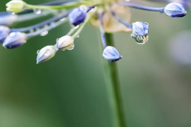 Close-up of ornamental onion flower about to come into full bloom. Small dew drops (rain drops) are visible.