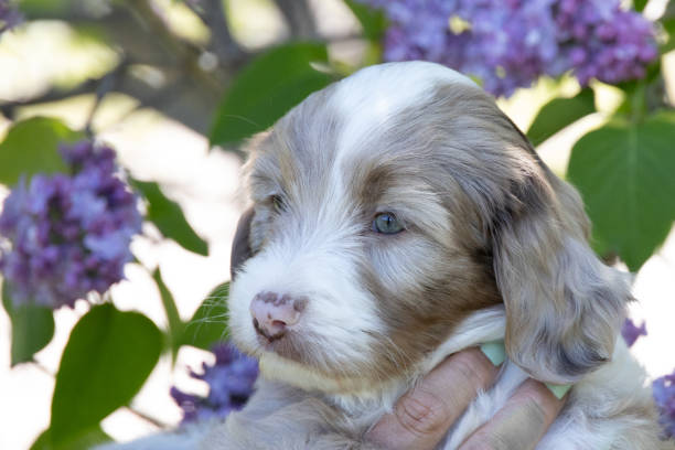 Close up of tiny puppy held near lilac bush