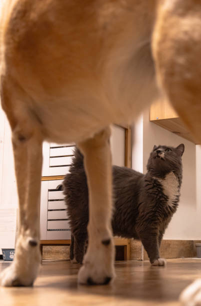 istock Cat and dog waiting feed. 2166939646