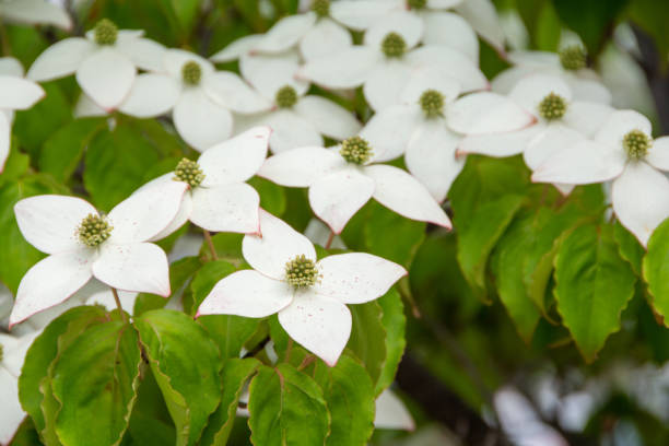 istock White flowers on the roadside tree in summer 2166944042
