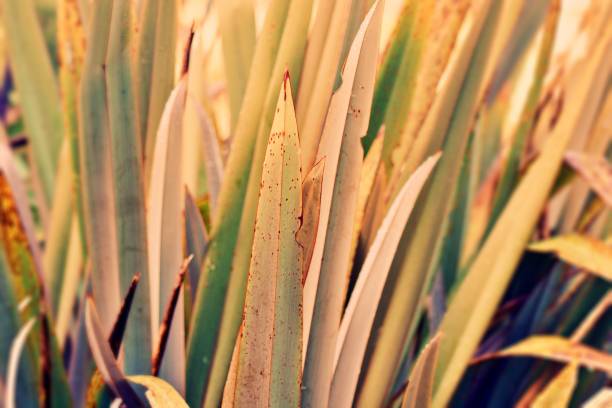 istock New Zealand Flax (Phormium) Leaves 2166944475