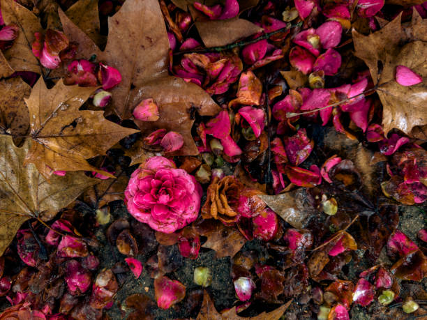 vivid contrast of a single blooming camellia amidst a bed of fallen autumn leaves. The deep pinks of the flower petals stand out against the rich, earthy tones of the surrounding foliage, highlighting the beauty of decay and renewal in the natural world. The image evokes a sense of the fleeting nature of life and the enduring vibrance of nature.