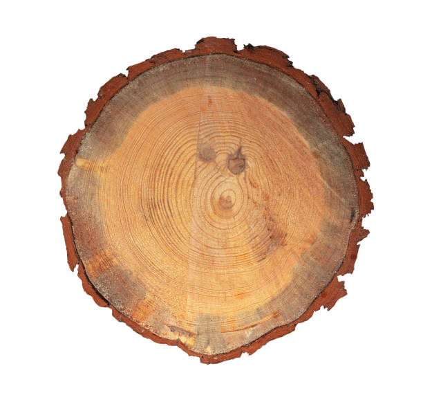 istock Slice Stump of Tree with Annual Rings. Isolated. File with Clipping Path. 2166949260
