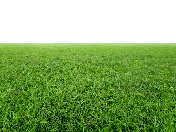 istock Green grass field on white background 2166949360