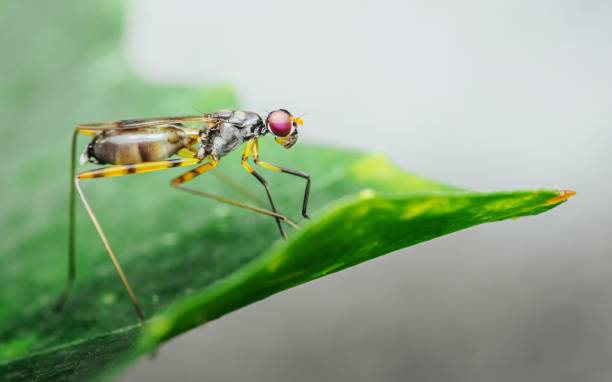 istock Close-up Stilt-legged fly on green leaf. 2166953050