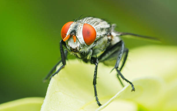 istock Close up a Common housefly on green leaf. 2166953066