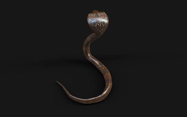 istock Concept of devil king cobra snake isolated on black background. 2166954702